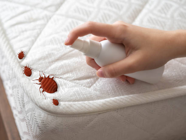 Best Spider Control Near Me  in Bernalillo, NM